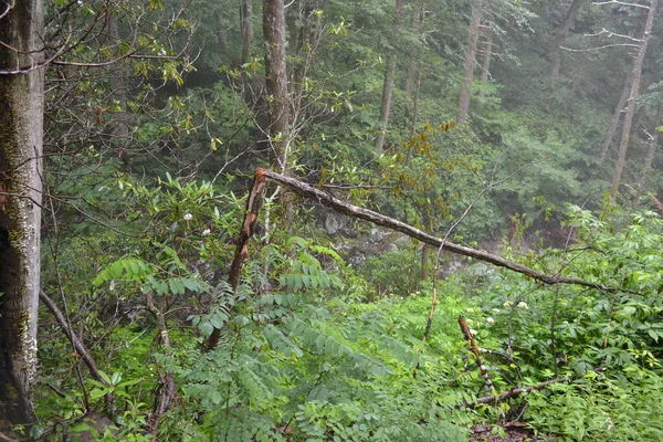 Dağlardaki güzel orman