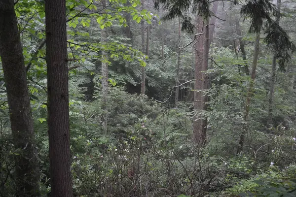 Ormanın güzel manzarası