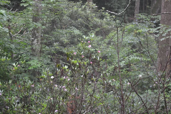 Güzel botanik fotoğrafı, doğal duvar kağıdı.