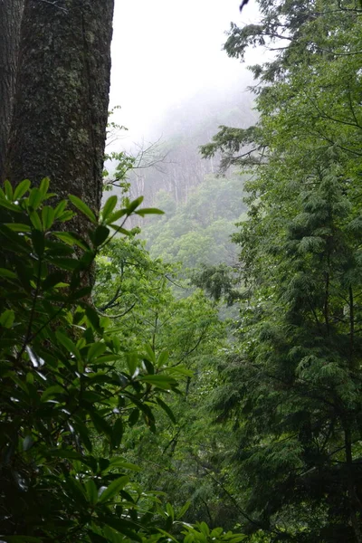 Wunderschöne Landschaft Mit Einem Baum Wald — Stockfoto