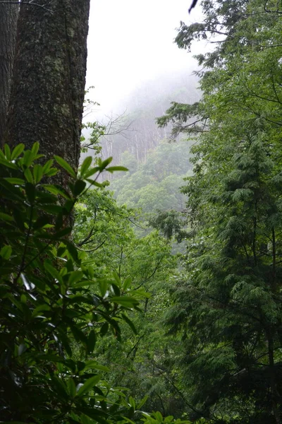 Wunderschöne Landschaft Mit Einem Baum Wald — Stockfoto