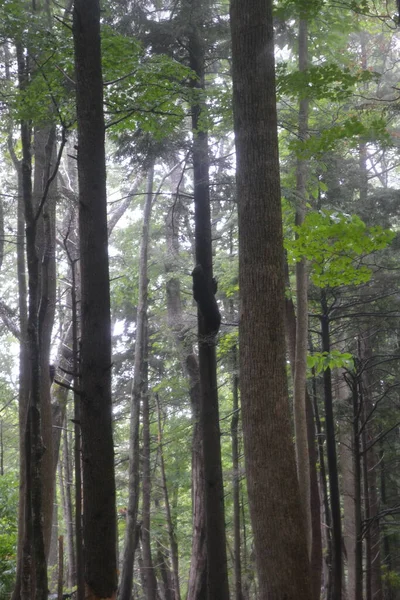 Beautiful View Forest — Stock Photo, Image