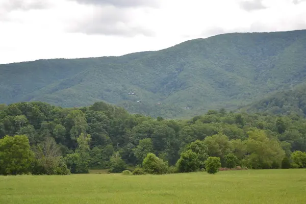 Floresta Verde Montanhas Fundo — Fotografia de Stock