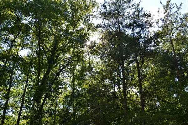 Groene Bomen Het Bos — Stockfoto