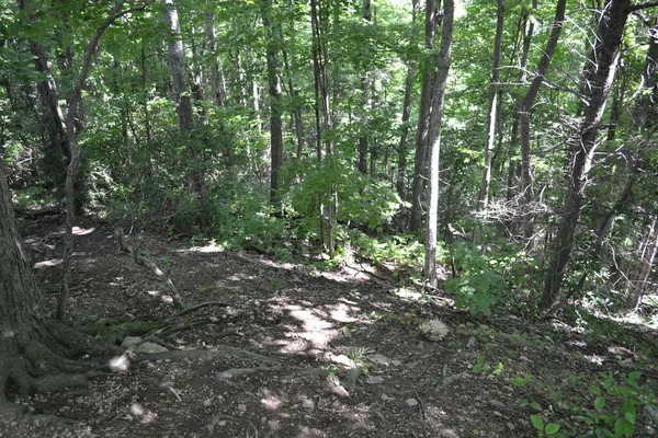 Schöner Wald Den Bergen — Stockfoto