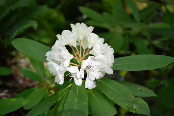 Bellissimi Fiori Bianchi Giardino — Foto Stock