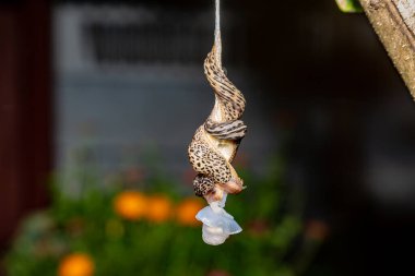 Geceleri bahçedeki bulanık arka planda iki çizgili sümüklüböceğin üreme çiftleşmesi. Havada sümüklüböcekler sallanıyor..