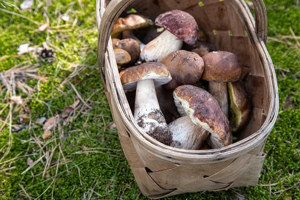 Korb Mit Frischen Herbstpilzen Korb Mit Speisepilzen Steinpilze — Stockfoto