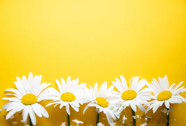 Σύνθεση Λουλουδιών Χαμομήλι Λουλούδια Κίτρινο Φόντο Άνοιξη Καλοκαιρινή Ιδέα Πάνω — Φωτογραφία Αρχείου