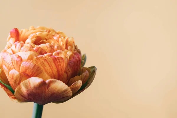 Τουλίπα Λουλούδι Μπεζ Φόντο Επίπεδη Lay Top View Floral Εορταστική — Φωτογραφία Αρχείου