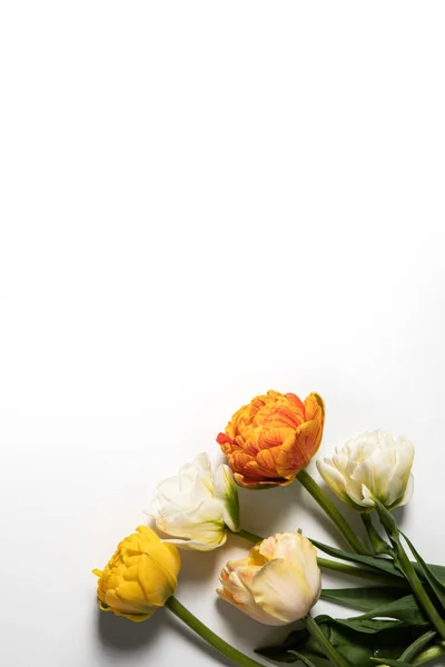 Λουλούδι Τουλίπας Μπουκέτο Λευκό Φόντο Επίπεδη Lay Top View Floral — Φωτογραφία Αρχείου