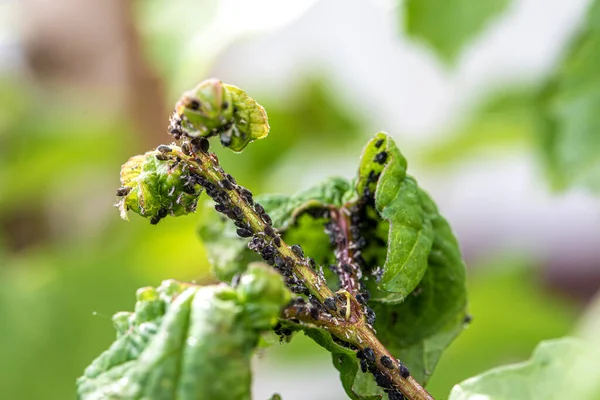 Aphids Black Fly Black Bean Aphids Blackfly Leaves Close Selective — Stock Photo, Image