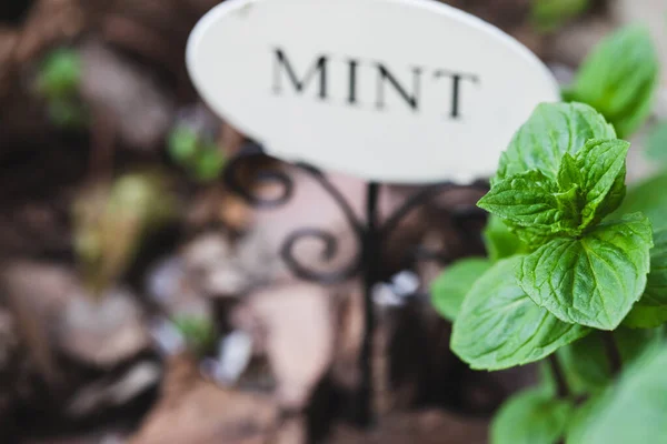 Mint Taman Dan Tanda Dengan Tulisan Mint Mint Segar Hijau — Stok Foto