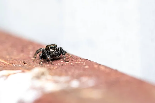 Hyllus Semicupreus Jumping Spider Μικρό Άλμα Αράχνη — Φωτογραφία Αρχείου