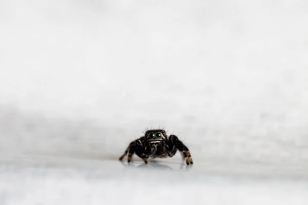 Hyllus Semicupreus Jumping Spider Mały Pająk Skokowy — Zdjęcie stockowe