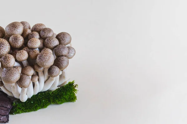 Cluster Fresh Brown Shimeji Mushrooms Close Shimeji Mushrooms Light Background — Stock Photo, Image