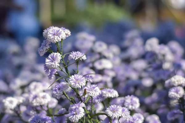 purple Margaret flower with blurred background