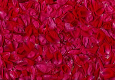 Pembe gül yapraklarının arka planında birçok yaprağın detaylı resmi - Stock Image