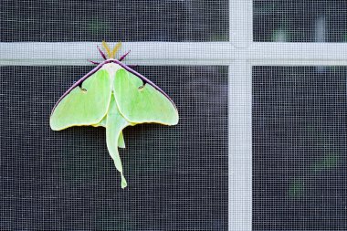 Penceredeki gece kelebeği.