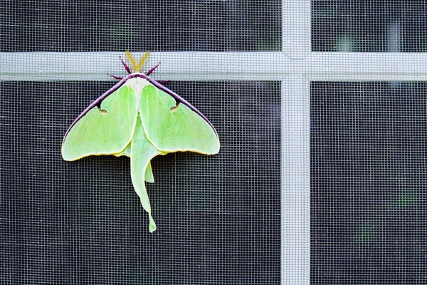 Nocturnal luna moth on window