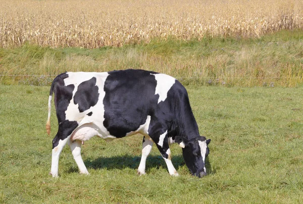 Vaca Holandesa Pastando Pasto — Fotografia de Stock