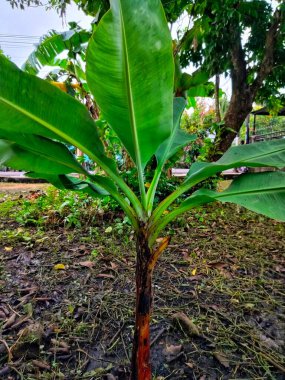 Yeşil yapraklı muz ağacı