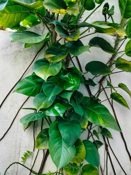 Epipremnum Aureum Hojas Verdes —  Fotos de Stock