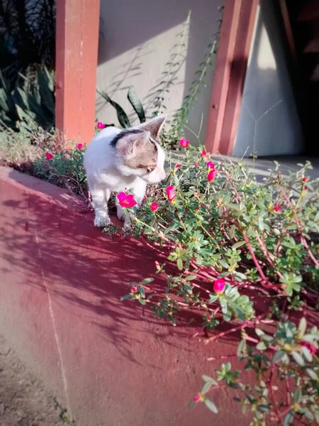 Lindo Pequeño Gato Mirando Flores — Foto de Stock