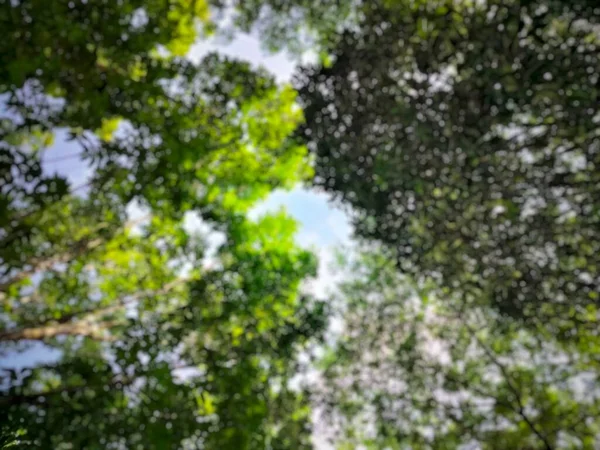Bela Floresta Verde Com Fundo Bokeh — Fotografia de Stock