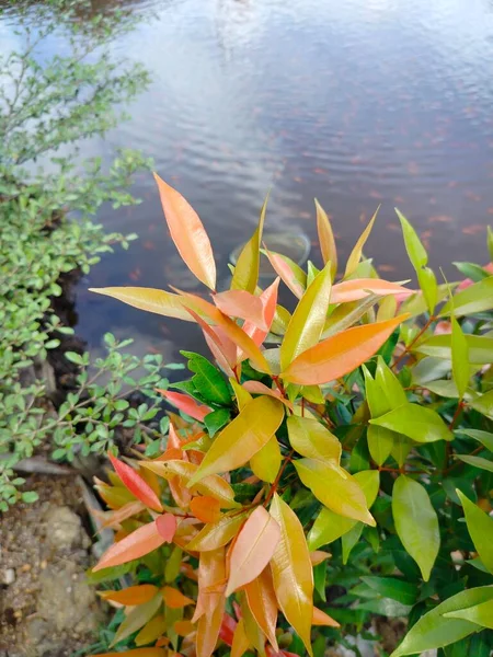 Eine Schöne Aufnahme Einer Gelben Blume Auf Verschwommenem Hintergrund — Stockfoto