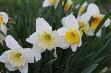 Bahçedeki güzel beyaz nergisler