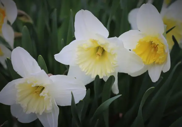 White Yellow Daffodil Spring Garden — Stock Photo, Image