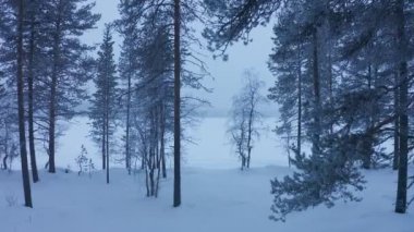 Laponya, Finlandiya 'nın kar beyazı ormanlarında ilerlemek - geniş çaplı yuvarlanma