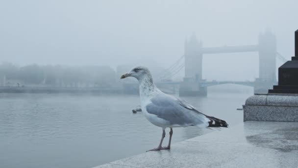 Seagull Taking Flying Central London Tower Bridge Cool Blue Misty — Stockvideo