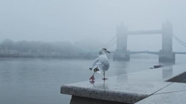 Seagull in empty, deserted Central London at Tower Bridge on a cool blue misty morning on day one of Coronavirus Covid-19 lockdown in the atmospheric moody mist and fog, England, UK