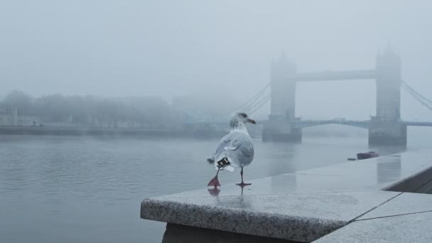 Seagull Empty Deserted Central London Tower Bridge Cool Blue Misty — стоковое видео