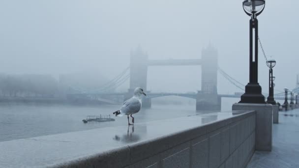 Seagull Empty Deserted Central London Tower Bridge Cool Blue Misty — Stockvideo