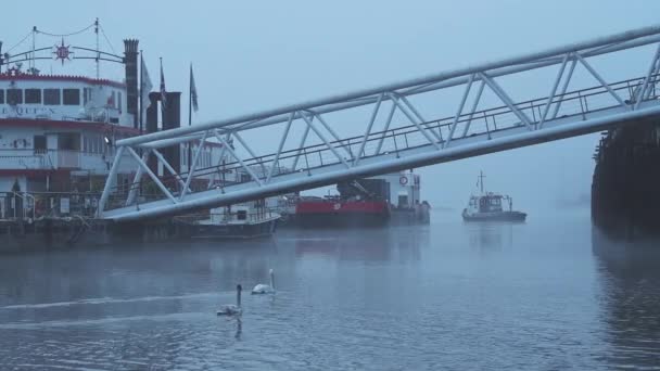 Swans Empty Deserted Central London River Thames Cool Blue Misty — Vídeo de stock