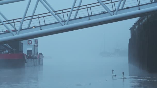 Swans Empty Deserted Central London River Thames Cool Blue Misty — Stock video