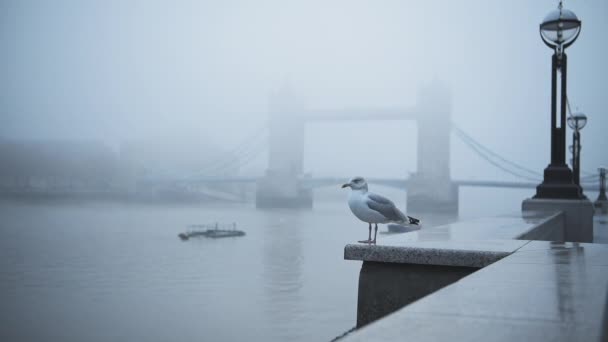 Seagull Empty Deserted Central London Tower Bridge Cool Blue Misty — ストック動画