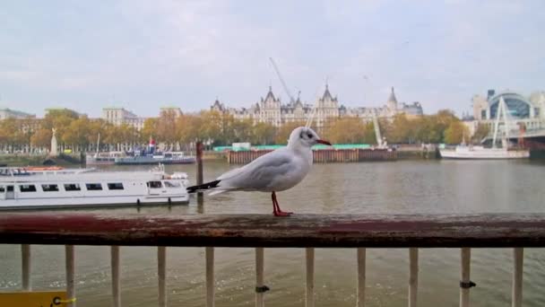 Slow Motion Seagull Central London Covid Coronavirus Lockdown Thames River — Stockvideo