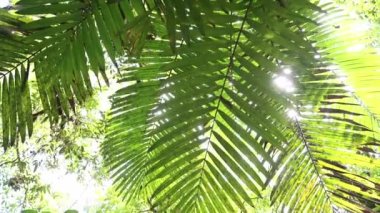 Tropical Rainforest Costa Rica Jungle Detail with Sun of Green Palm Trees Flora and Fauna in Beautiful Sun Light at Arenal Volcano National Park Mistico Hanging Bridges, Central America