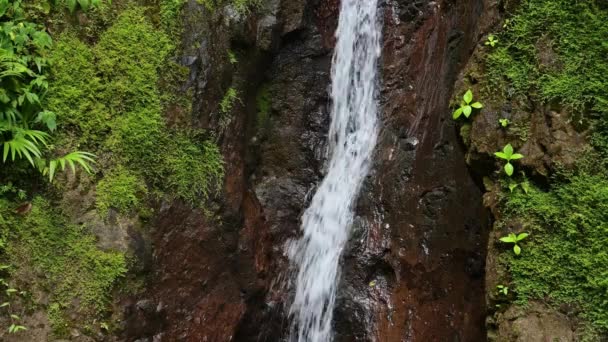 Costa Rica Rainforest Waterfall Close Detail Beautiful Tropical Jungle Scenery — Stock videók
