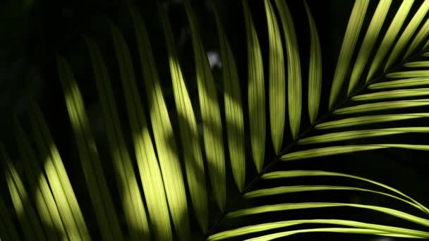 Tropical Rainforest Costa Rica Jungle Detail Green Palm Tree Leaves — Vídeos de Stock