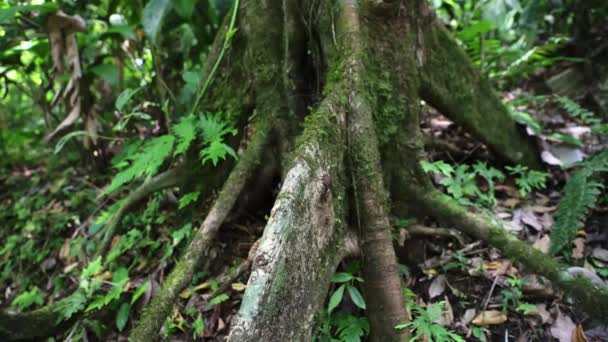 Costa Rica Tropical Rainforest Jungle Detail Cinematic Close Trees Large — Stock Video
