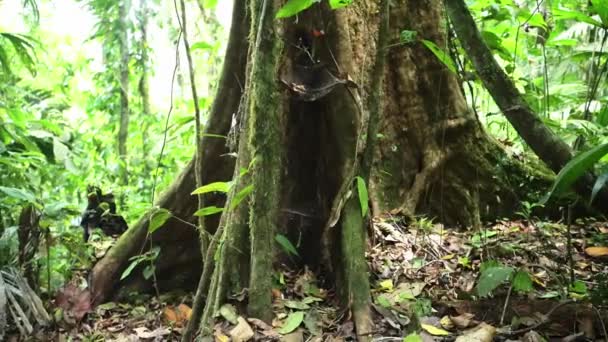 Tropical Rainforest Costa Rica Jungle Detail Close Trees Large Twisted — Stock Video