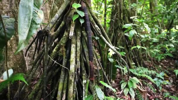 Costa Rica Tropical Rainforest Close Jungle Detail Tree Roots Plants — Stockvideo