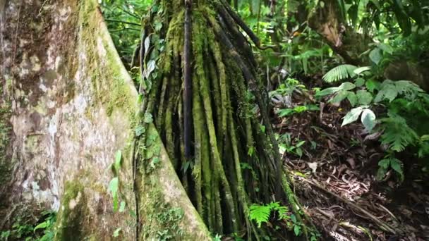 Costa Rica Tropical Rainforest Close Jungle Detail Tree Roots Plants — Stock videók