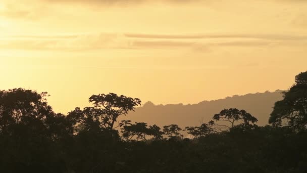 Tropical Rainforest Orange Sunrise Jungle Scenery Tree Tops Aerial Elevated — Stockvideo