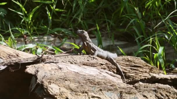 Costa Rica Wildlife Green Iguana Lizard Lying Sun Branch River — 图库视频影像